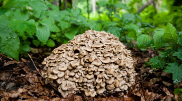 В Воронежском заповеднике нашли краснокнижный гриб-баран