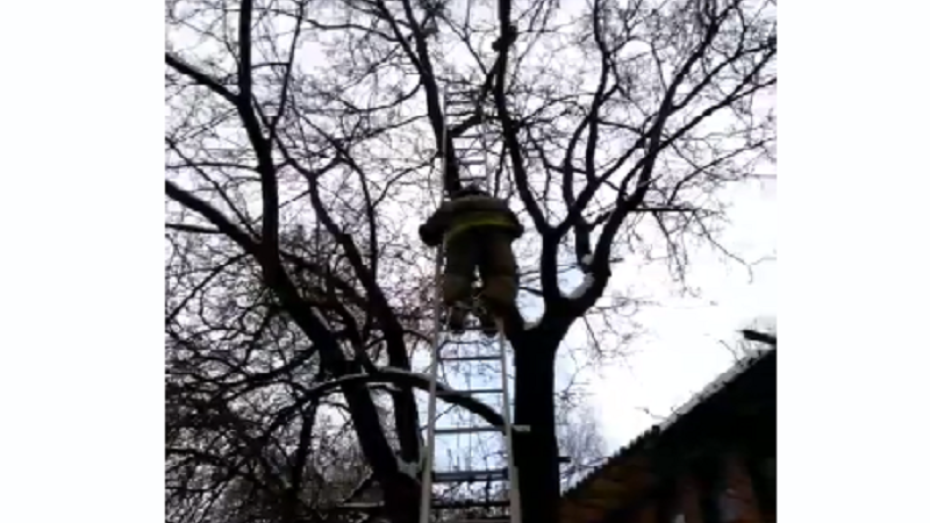Сотрудники ГУ МЧС по региону опубликовали видео спасения кота в Воронеже