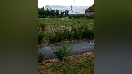 В сквере Кантемировки оборудовали автополив растений
