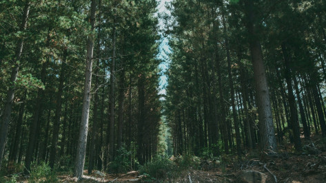 Житель Воронежской области незаконно срубил сосны и попал под уголовное дело