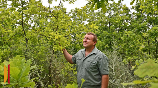 Дубы бутурлиновского геоглифа «70 лет Победы» выросли до 4 метров