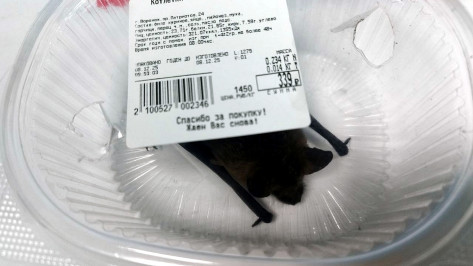 В Воронеже летучей мыши вызвали такси