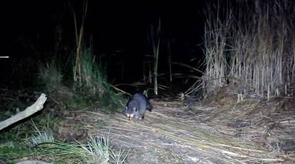 В Хоперском заповеднике Воронежской области поселился енот-полоскун: видео