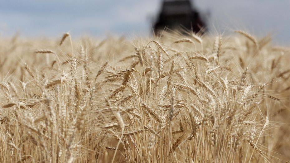 Воронежским аграриям выделят дополнительные субсидии