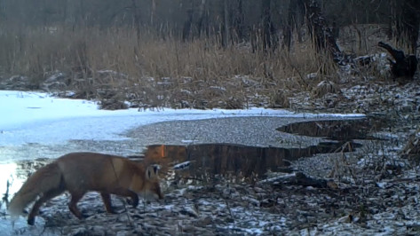 В Воронежской области сотрудники заповедника опубликовали видео из жизни диких животных