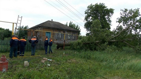 В Воронежской области во время урагана упавшее дерево повредило газовую трубу 