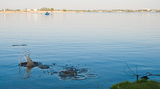 В Воронежское водохранилище выпустили 9 тонн малька толстолобика 