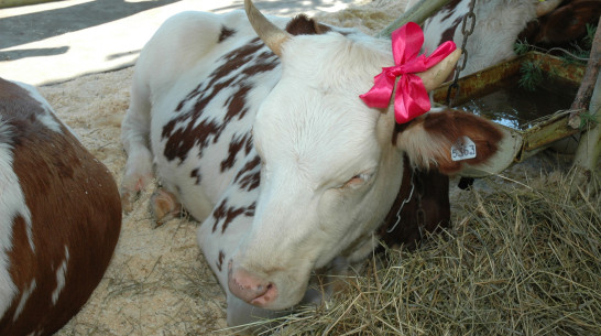 Воронежские предприятия в 2021 году уже произвели 688 тыс т молока