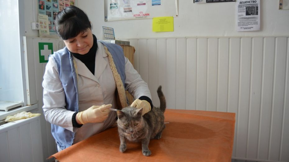 В Россоши из-за домашнего кота объявили карантин по бешенству
