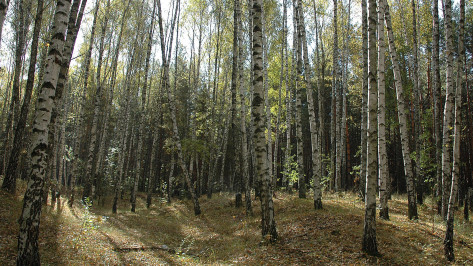 Карбоновый полигон может появиться в Воронежской области