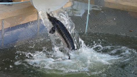 Первая воронежская осетровая ферма к октябрю поставит в магазины 2 тонны рыбы
