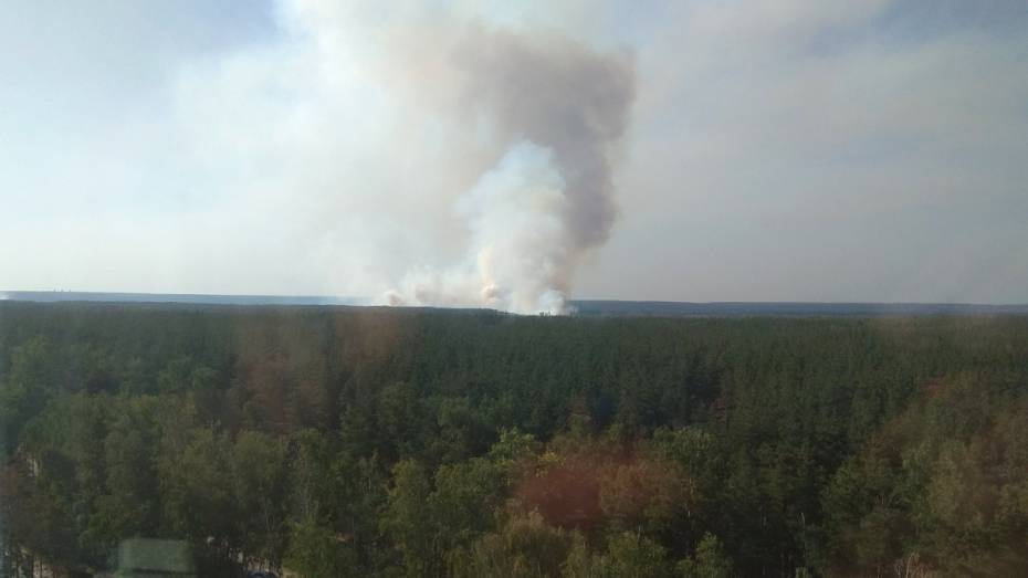 Площадь пожара в Железнодорожном районе Воронежа увеличилась до 5 га