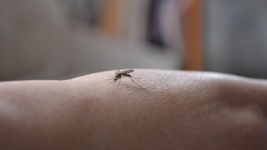 В Павловске комаров проверили на наличие возбудителей лихорадки Западного Нила и туляремии