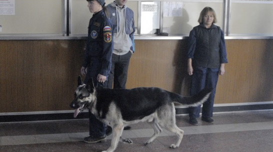 Пес-новобранец нашел на вокзале в Лисках наркотики