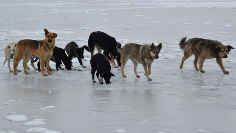 Стало известно, в каких районах Воронежа чаще всего жалуются на бродячих собак