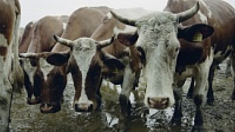 В Эртильском районе коровы удивили животноводов необычным приплодом