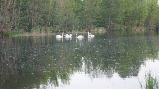 В Воробьевку впервые прилетели лебеди