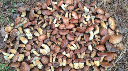 Воронежцы собирают урожай грибов в декабре