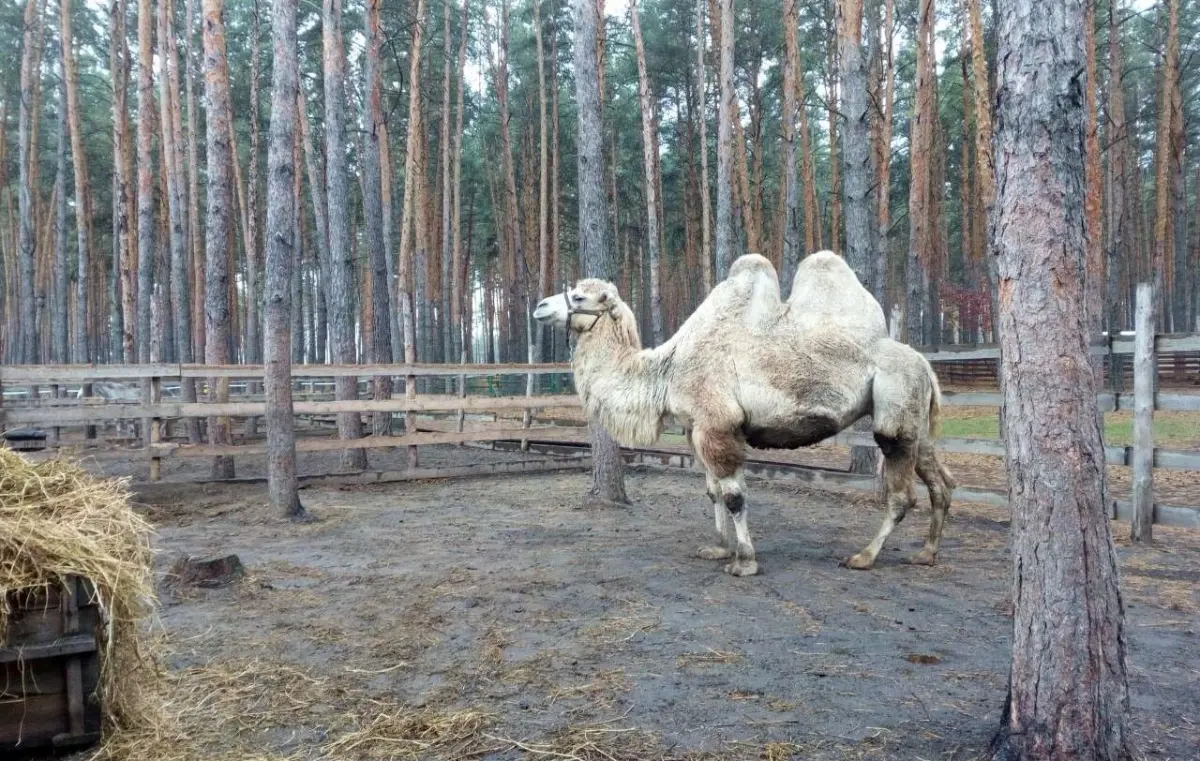 Воронежскому зоопитомнику «Червленый Яр» подарили верблюда