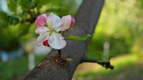 Растением-символом Воронежской области станет яблоня,  дуб или сирень