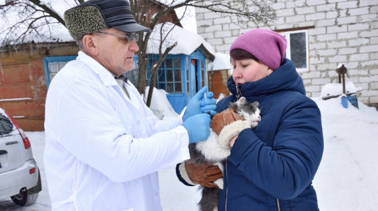 В Панинском районе бешеная собака покусала сельчанина