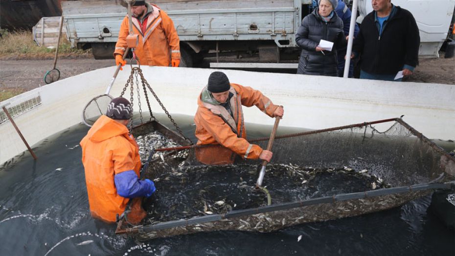 В Воронежское водохранилище выпустили более 1,4 млн толстолобиков 