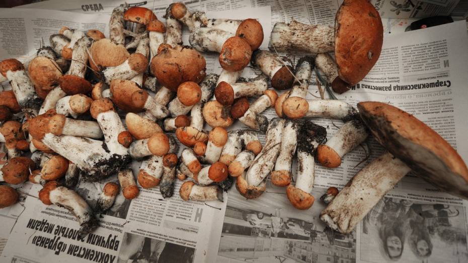 Полсотни за неделю. Воронежцы побили осенние рекорды отравлений грибами