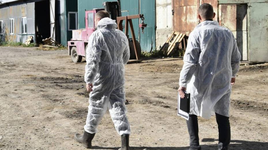В Воронежской области уничтожили 1,3 тонны опасного мяса для шаурмы