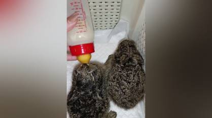 Воронежские волонтеры показали, как поживают спасенные зайчата