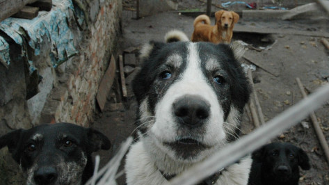 «ВКонтакте» заблокировал группу воронежского приюта для собак «Дора» 