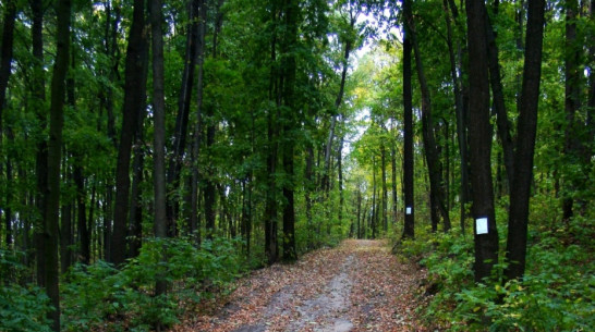 Сдача в аренду воронежских лесов пополнила бюджет страны на 150 млн рублей