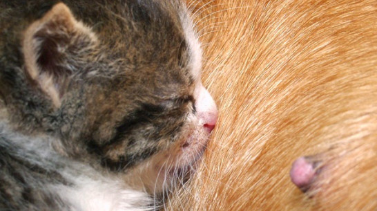 В Нижнедевицком районе пациентка ЦРБ у всех на глазах разорвала котенка