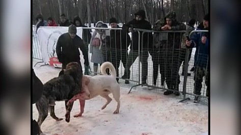 Уголовного дела по факту кровавых боев собак под Воронежем не будет