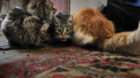 Случаи бешенства у кошек зафиксировали в марте в Воронежской области