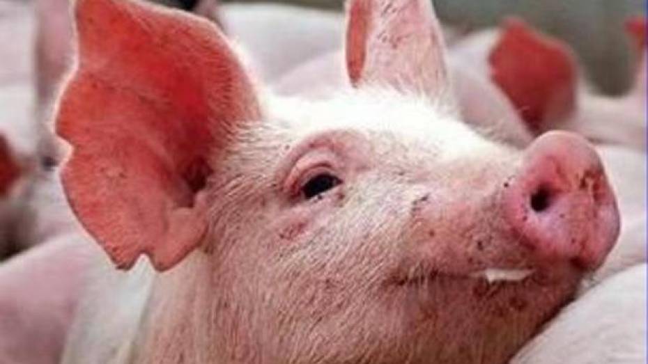 Жители Грибановского района начали сдавать свиней на мясокомбинат