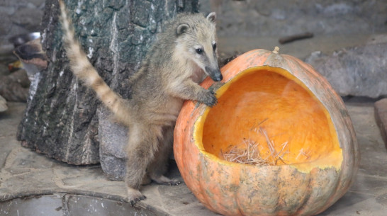 Воронежский зоопарк проводит акцию «Дары осени»