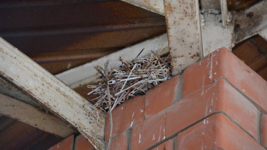 В Россоши голуби свили гнездо из пластиковых палочек 