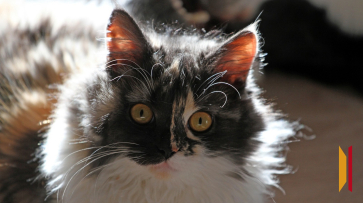 В Воронеже на пожаре в котокафе погибла одна кошка