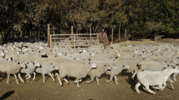В Воронежской области сельчанин украл у соседа белую овцу для черного барана 