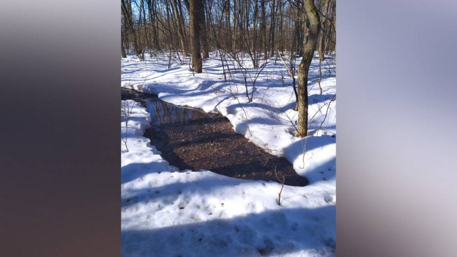 В Воронежскую нагорную дубраву сливали сточные воды