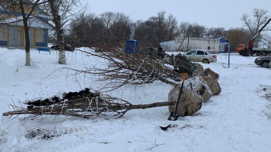 В районе Воронежской области в феврале начали высаживать деревья и кустарники