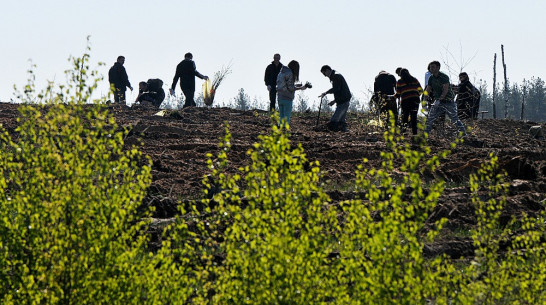 Жители Воронежской области посадили 708 тыс деревьев в ходе акции «Лес Победы»
