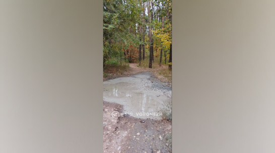 В Воронеже водитель бетономешалки слил отходы в Северный лес: видео