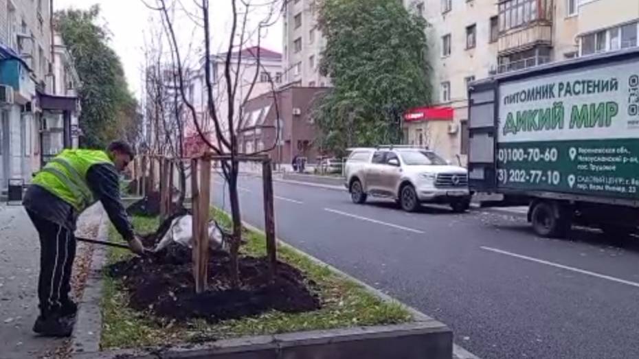 В Ленинском районе Воронежа высадили фруктовый сад