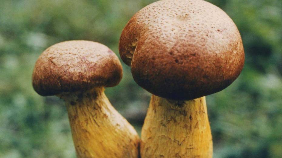 В Воронежской области семейная пара отравилась грибами