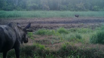 Неудачное свидание лосей в Воронежском заповеднике попало на видео