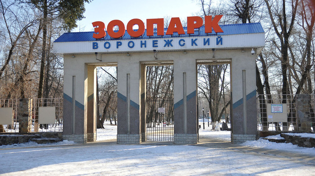 Воронежский зоопарк определился с режимом работы в новогодние праздники