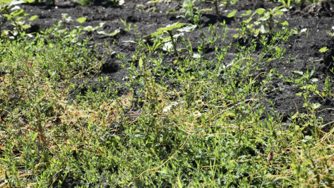 В Воронежской области с начала 2025 года установили 123 карантинные фитосанитарные зоны