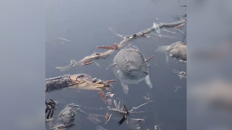 Соцсети: в Черепашьем озере под Воронежем погибли черепахи