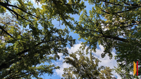 Тавровский лес Воронежа станет особо охраняемой природной территорией